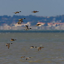 Northern pintail (Anas acuta) in flight, Vendee, France, February.