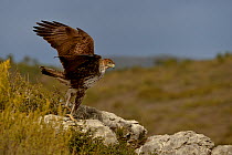 Bonelli's eagle (Aquila fasciata) taking off from a rock, Valencia, Spain, February