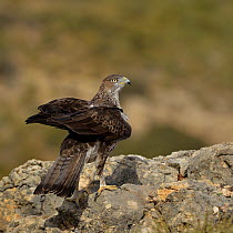 Bonelli's eagle (Aquila fasciata) perched on rock, Valencia, Spain, February