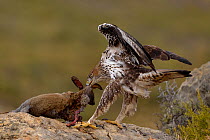 Bonelli's eagle (Aquila fasciata) with rabbit prey, Valencia, Spain, February
