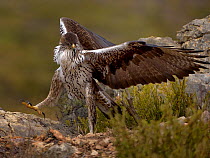 Bonellis eagle (Aquila fasciata) with rabbit prey, Valencia, Spain, February