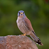 Common kestrel (Falco tinnunculus) male perched on a rock Valencia, Spain, February.