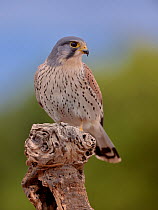 Common kestrel (Falco tinnunculus) male perched on a branch, Valencia, Spain, February.