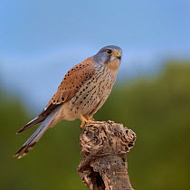 Common kestrel (Falco tinnunculus) male perched on a branch, Valencia, Spain, February