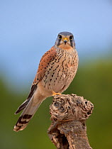 Common kestrel (Falco tinnunculus) male perched on a branch, Valencia, Spain, February