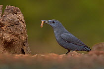 Blue rock thrush (Monticola solitarius) perched on a branch with prey, Valencia, Spain, February