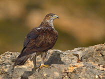 Bonellis' eagle (Aquila fasciata) perched on rock, Valencia, Spain, February
