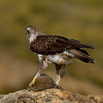 Bonellis' eagle (Aquila fasciata) with rabbit prey, Valencia, Spain, February