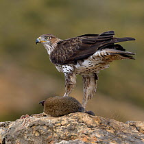 Bonellis' eagle (Aquila fasciata) with rabbit prey, Valencia, Spain, February