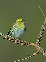 Eurasian siskin (Carduelis spinus) perched on a branch, Vendee, France, February.