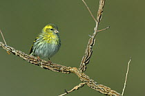 Eurasian siskin (Carduelis spinus) perched on a branch, Vendee, France, February.