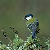 Great tit (Parus major) perched on a branch, Vendee, France, February.