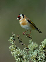 European goldfinch (Carduelis carduelis) perched on a branch, Vendee, France, February.