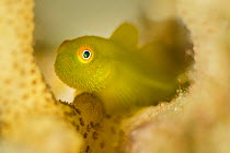 Yellow hairy goby (Paragobiodon xanthosoma) sheltering in coral. Anilao, Batangas, Luzon, Philippines. Verde Island Passages, Tropical West Pacific Ocean.
