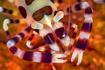Coleman shrimp (Periclimenes colemani) close up, on a fire urchin (Asthenosoma varium). Anilao, Batangas, Luzon, Philippines. Verde Island Passages, Tropical West Pacific Ocean.
