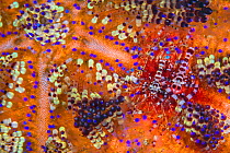 Pair of Coleman shrimps (Periclimenes colemani) living in a fire urchin (Asthenosoma varium). The female is the larger shrimp. Fire urchins are one of the largest and most venomous urchins, their brig...