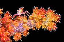 Soft coral crab (Hoplophrys oatesil) climbing out onto a branch of yellow and red soft coral (Dendronephthya sp.) at night. Anilao, Batangas, Luzon, Philippines. Verde Island Passages, Tropical West P...