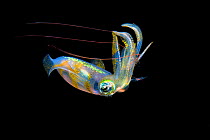 Bigfin reef squid (Sepioteuthis lessoniana) capturing a pelagic shrimp with long red antennae, in midwater, at night. Anilao, Batangas, Luzon, Philippines. Verde Island Passages, Tropical West Pacific...