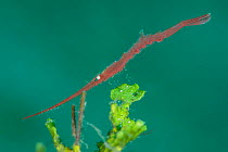 Red ocellated tozeuma shrimp (Tozeuma lanceolatum). Anilao, Batangas, Luzon, Philippines. Verde Island Passages, Tropical West Pacific Ocean.