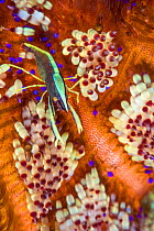 Brook's urchin shrimp (Allopontonia brooki) crawling over the surface of a fire urchin (Asthenosoma varium). Anilao, Batangas, Luzon, Philippines. Verde Island Passages, Tropical West Pacific Ocean.