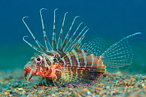 Portrait of a gurnard lionfish (Parapterois heterura) on the seabed. Anilao, Batangas, Luzon, Philippines. Verde Island Passages, Tropical West Pacific Ocean.