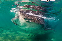 Whale shark (Rhincodon typus) ram feeding in very shallow, plankton rich waters of La Paz bay. La Paz, Baja California Sur, Mexico. Sea of Cortez, Gulf of California, East Pacific Ocean.