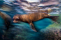 Long exposure of a California sea lion (Zalophus californianus) at the surface. Los Islotes, La Paz, Baja California Sur, Mexico. Sea of Cortez, Gulf of California, East Pacific Ocean.