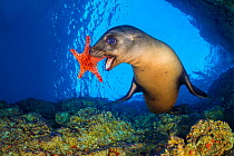California sea lion (Zalophus californianus) uses a Panamic cushion star (Pentaceraster cumingi) as a toy. The sealions pick up the starfish and then drop them and chase after them as they sink. Los I...