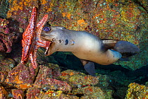 California sea lion (Zalophus californianus) using a Panamic cushion star (Pentaceraster cumingi) as a toy. The sealions pick up the starfish and then drop them and chase after them as they sink. Los...