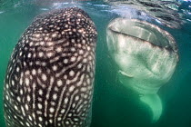 Whale sharks (Rhincodon typus) bottle feeding, by floating stationary, upright in the water and gulping in food, in the plankton rich, green waters of La Paz bay. La Paz, Baja California Sur, Mexico....