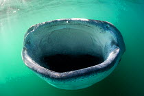 Head on view of the mouth of a whale shark (Rhincodon typus) botella 'bottle' feeding, by floating stationary, upright in the water and gulping in food, in the plankton rich, green waters of La Paz ba...