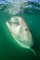 Whale shark (Rhincodon typus) botella 'bottle' feeding, by floating stationary, upright in the water and gulping in food, in the plankton rich, green waters of La Paz bay. La Paz, Baja California Sur,...