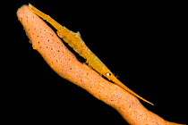 Yellow-orange ocellated tozeuma shrimp (Tozeuma lanceolatum) on a orange-pink sponge. Bitung, North Sulawesi, Indonesia. Lembeh Strait, Molucca Sea.