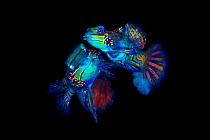 Mandarinfish (Synchiropus splendidus) pair spawning. The larger male (behind) is lifting the female into the spawning rise on his pectoral fin, the smaller female (foreground) is releasing eggs, clear...