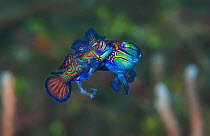 Pair of Mandarinfish (Synchiropus splendidus) spawning. The larger male (behind) is lifting the female into the spawning rise on his pectoral fin, the smaller female (foreground) is releasing eggs, cl...