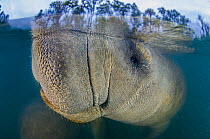 Long exposure of a Florida manatee (Trichechus manatus latirostris) breathing at the surface, split level with trees. Three Sisters Spring, Crystal River, Florida, USA