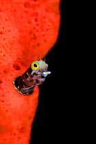 Spinyhead blenny (Acanthemblemaria spinosa) yawning as its emerges from its hole in a red sponge on a coral reef. This fish was previously identified as the secretary blenny in many sources. Jardines...
