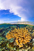 Split level image of Elkhorn coral (Acropora palmata) growing in shallow water. Jardines de la Reina, Gardens of the Queen National Park, Cuba. Caribbean Sea.