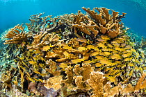 School of French grunts (Haemulon flavolineatum) shelter in Elkhorn corals (Acropora palmata) growing in shallow water. Jardines de la Reina, Gardens of the Queen National Park, Cuba. Caribbean Sea.