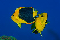 Pair of Rock beauty angelfish (Holacanthus tricolor) spawning at dusk. The larger male rubs against the flank of the female during the spawning rise. George Town, Grand Cayman, Cayman Islands, British...