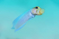 Yellowhead jawfish (Opistognathus aurifrons) male aerating his eggs by spitting them out of his mouth, a behaviour known as churning. These are new eggs and have not yet developed eyes. East End, Gran...
