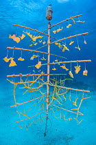 Fragments of Elkhorn coral (Acropora palmata) and Staghorn coral (Acropora cervicornisgrowing) hung on coral propagation tree, as part of a coral conservation nursery project. East End, Grand Cayman....