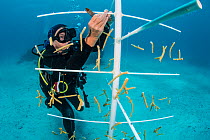 Diver attaching coral fragments (Acropora cervicornis) to a coral propagation tree. East End, Grand Cayman, Cayman Islands, British West Indies. Caribbean Sea.