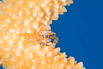Acropora coral crab (Domecia acanthophora) sheltering in the branches of Staghorn coral (Acropora cervicornis). Photographed in a coral nursery. East End, Grand Cayman, Cayman Islands, British West In...
