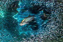 Long exposure of  Tarpon (Megalops atlanticus) hunting Silversides (Atherinidae) inside a coral cavern. George Town, Grand Cayman, Cayman Islands, British West Indies. Caribbean Sea.