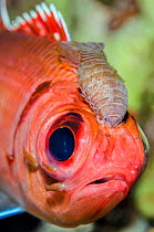 Portrait of a Blackbar soldierfish (Myripristis jacobus) infected with Cymothoid isopod parasites. The large parasite between the eyes is a female, the smaller individuals are males. Seven Mile Beach,...