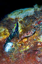 Rhinoceros triplefin (Helcogramma rhinoceros) male displaying his dark mating colours and lifts his extended snout to impress a more drably coloured female as she lays eggs in their nest. Seraya, Tula...