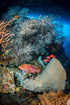 Rich reef scene, showing marine life thriving in a cavern on a coral reef, with large sponges and Black coral (Antipathes sp.), Sixbar grouper (Cephalopholis sexaculata) and Whitetip soldierfish (Myri...