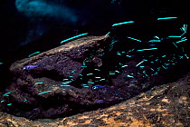 Long and multiple exposure revealing a shoal of Two-fin flashlightfish (Anomalops katoptron) inside a cave, showing the characteristic flashing of their bioluminescent organs as they swim. These fish...