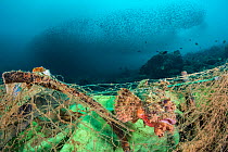 Poss's scorpionfish (Scorpaenopsis possi) is trapped in a discarded fishing net, which has continued ghost fishing and is still killing fish. The photographer released this fish from the net after tak...